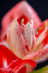 Close up os Red and White Amaryllis Flowers with Water Drops on Petals