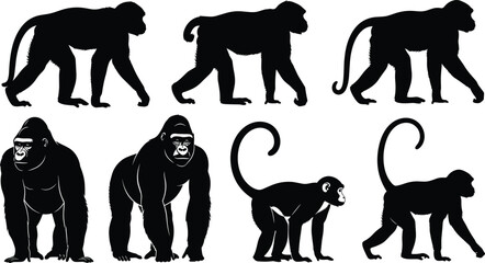 Black primate silhouettes set featuring powerful silverback gorillas and various monkey species in walking and standing poses for wildlife design. © MdAbdul