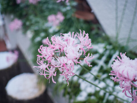 冬の朝の住宅地の庭の満開のネリネの花と積雪の風景