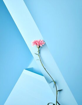 Elegant Pink Carnation Flower with Long Stem Against Blue Geometric Background.