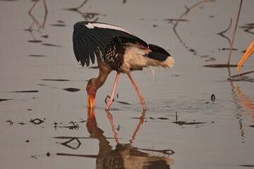 painted stork