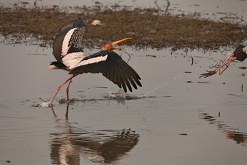 painted stork