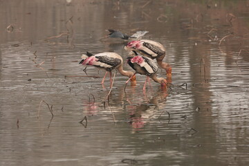 painted stork