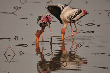 painted stork