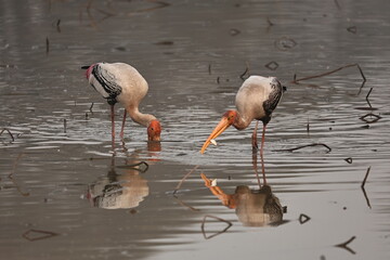 painted stork