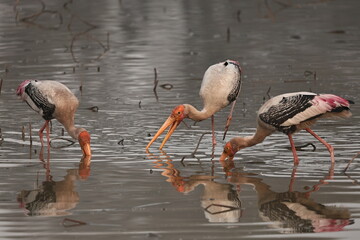 painted stork