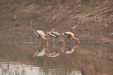painted stork