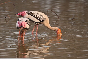 painted stork