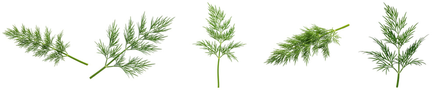 a collection of fresh, vibrant green dill sprigs, showcasing their delicate, feathery leaves, perfect for culinary and herb-related designs.