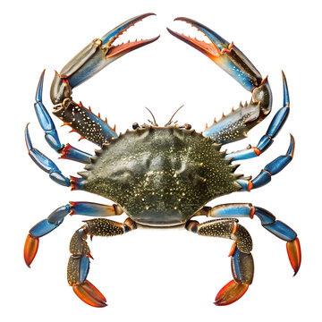 Fresh Blue Swimming Crab Isolated on Transparent White Background