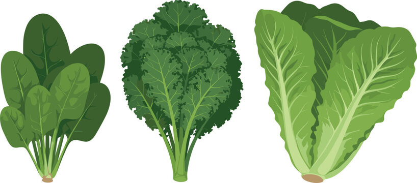Fresh superfood leafy greens set including organic kale spinach and romaine lettuce vector illustration isolated on white background for healthy lifestyle nutrition and detox diet.
