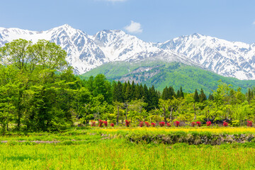 日本の風景・初夏　長野県白馬村　新緑と残雪の白馬三山 © Yuta1127