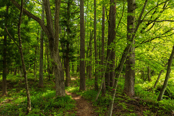 日本の風景・初夏　長野県白馬村　新緑の木流川散策路 © Yuta1127