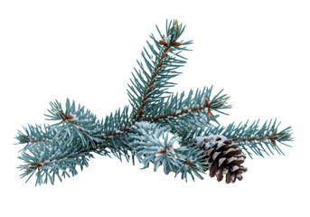 Obraz premium ultra-detailed studio macro shot of a blue spruce branch covered in rime frost and snow, featuring a pine cone, isolated on a high-key white background with ample copy space, elegant christmas