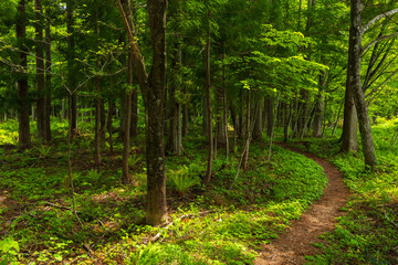 日本の風景・初夏　長野県白馬村　新緑の木流川散策路 © Yuta1127