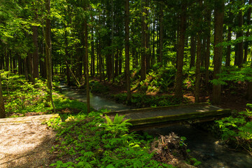 日本の風景・初夏　長野県白馬村　新緑の木流川散策路 © Yuta1127