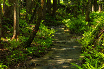 日本の風景・初夏　長野県白馬村　新緑の木流川散策路 © Yuta1127
