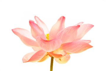 Elegant Pink Lotus Flower Bloom on White Background