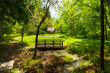日本の風景・初夏　長野県白馬村　新緑の木流川散策路　ビオトープ © Yuta1127