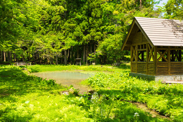 日本の風景・初夏　長野県白馬村　新緑の木流川散策路　ビオトープ © Yuta1127