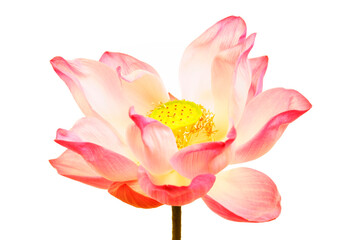 Elegant Pink Lotus Flower Bloom on Isolated White Background