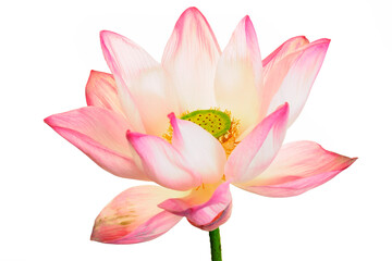 Fototapeta premium Beautiful Pink Flower with White Petals and Vibrant Green Center