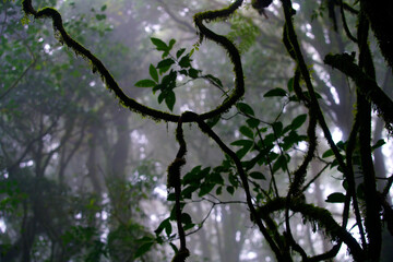 Mysterious Foggy Forest with Green Leaves and Twisting Vines