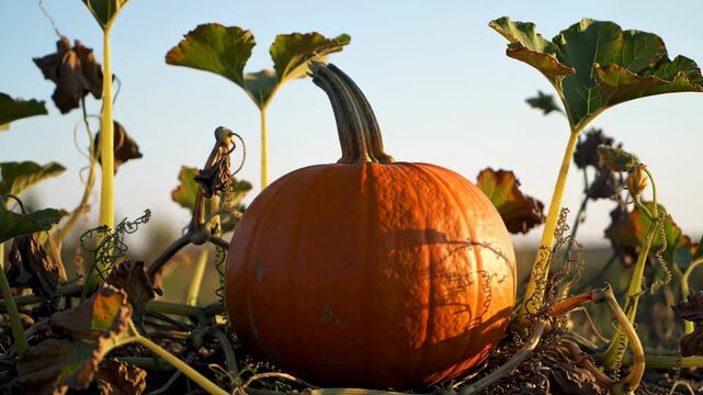 Ripe pumpkin growing in a field with leaves, fall harvest, agriculture. Bright and sunny autumn concept.