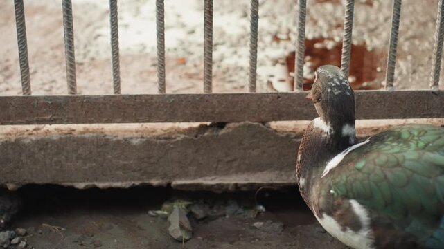 muscovy duck pecking beside rusted fence. green iridescent plumage and red caruncles visible, gritty concrete ledge, scattered debris and damp soil. closeup profile captures careful foraging