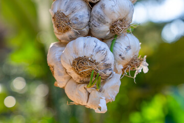 Close-up of fresh garlic bulbs hanging outdoors. sunlight illuminates the textured skin and sprouting stems, set against a vibrant, blurred green background.