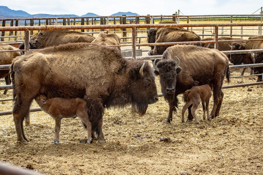 Bisontes amamantando