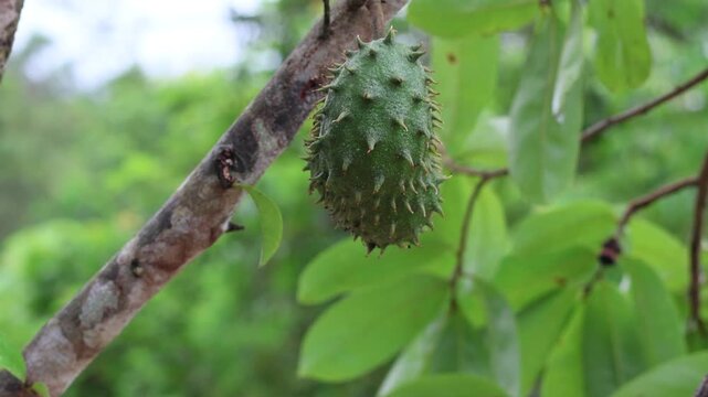 Small young soursop fruit with green prickly skin hanging from a tree branch, close up of immature graviola or guanabana fruit in a tropical garden background