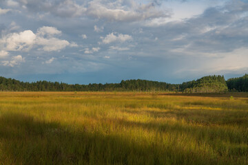 Walking route through the Sestroretskoye Boloto (Sestroretsk swamp) State Nature Reserve on a sunny summer day, Beloostrov, Saint Petersburg, Kurortny District, Russia