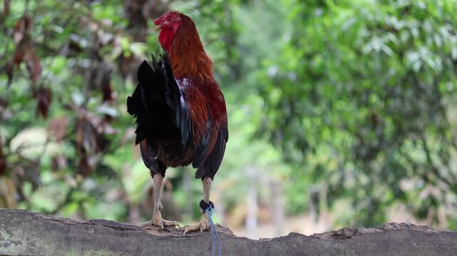 Side view of a majestic rooster with vibrant reddish-brown feathers and long legs perching on a wooden branch, close up of a domestic gamecock in a blurred outdoor garden background