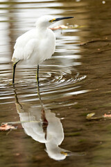snowy egret in water