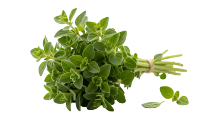 Fresh green parsley bunch isolated on transparent background