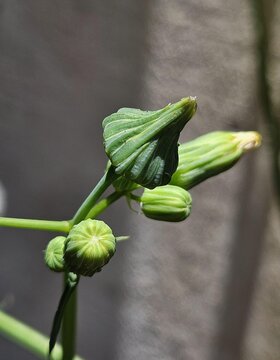 Green plant shoot of the sow thistle