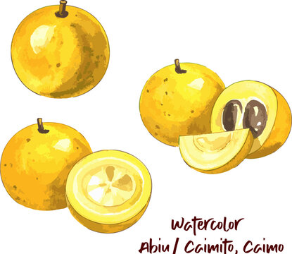 Watercolor caimito abiu yellow tropical fruit illustration whole and sliced botanical food clipart