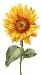 A vibrant sunflower illustration showcasing bright yellow petals and green leaves, symbolizing warmth and positivity.