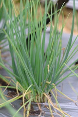 Fresh green shallots or spring onions growing through black plastic mulch in a systematic tropical vegetable farm, showing sustainable agricultural practices
