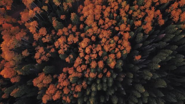 Dense golden colorful yellow aspen trees grove pine trees Birdseye view morning sunny Capitol Peak creek Aspen Snowmass Colorado aerial drone White River Forest Elk Range Rocky Mountains upwards