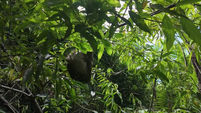 Hoffmann&rsquo;s two-toed sloth hangs leisurely from a tree branch surrounded by dense tropical foliage in the lush rainforest of Manuel Antonio National Park, Costa Rica, in its exotic arboreal habitat.