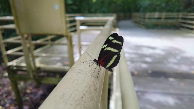 A Hewitsons longwing butterfly rests on a rainforest trail in the Manuel Antonio Nature Reserve, Costa Rica, opening and closing its wings to regulate temperature and display warning colors