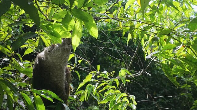 Hoffmann&rsquo;s two-toed sloth rests on a tree branch surrounded by dense, lush foliage in the tropical rainforest canopy of Costa Rica, showing the region's rich biodiversity and exotic natural habitat.