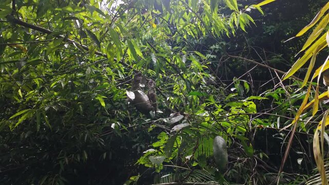 A Hoffmann&rsquo;s two-toed sloth relaxes peacefully from a tree branch, nestled amidst the vibrant tropical greenery of the lush Costa Rican rainforest inside the Manuel Antonio National Park.