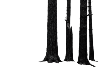 Skeletal charred pine trees, jet-black, stand on cracked earth and ash, with dramatic rim light against a transparent negative space (copy space). Concept of environmental disaster and catastrophe