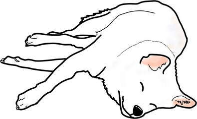 한군 토종 진돗개 진도개 