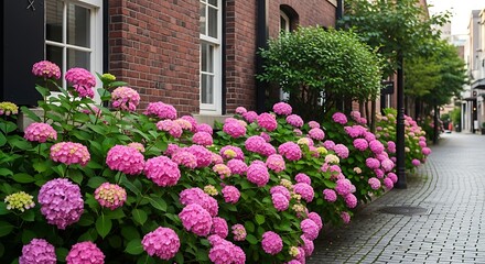 Hydrangea Blooms Along a Quaint European Street.