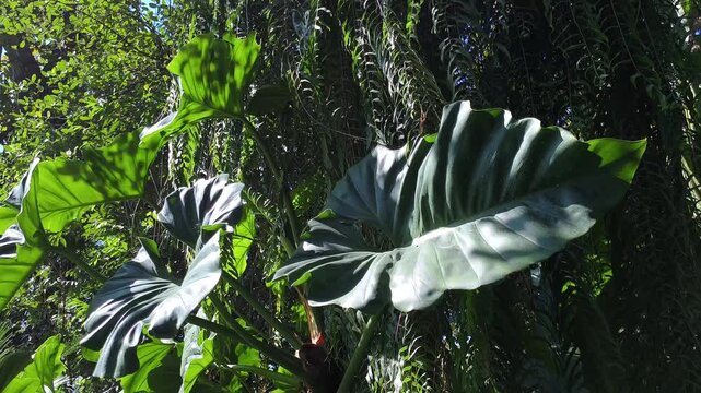 Breathtaking 4K low-angle shot of Alocasia or Elephant Ear and hanging vines in sun-drenched forest. Experience the serene vibrant green beauty of natural jungle paradise
