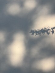 Shadow of flower brunch on the wall